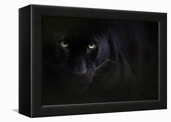 Black panther / melanistic Leopard (Panthera pardus) portrait, captive.-Edwin Giesbers-Framed Premier Image Canvas