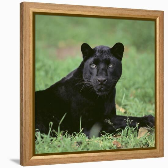 Black Panther Sitting in Grass-DLILLC-Framed Premier Image Canvas