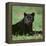 Black Panther Sitting in Grass-DLILLC-Framed Premier Image Canvas