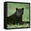 Black Panther Sitting in Grass-DLILLC-Framed Premier Image Canvas