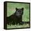 Black Panther Sitting in Grass-DLILLC-Framed Premier Image Canvas