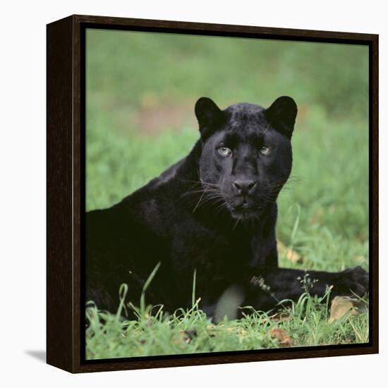 Black Panther Sitting in Grass-DLILLC-Framed Premier Image Canvas