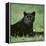 Black Panther Sitting in Grass-DLILLC-Framed Premier Image Canvas