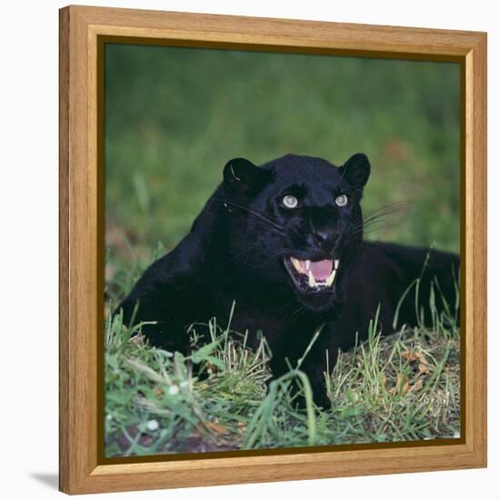 Black Panther Sitting in Grass-DLILLC-Framed Premier Image Canvas