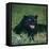 Black Panther Sitting in Grass-DLILLC-Framed Premier Image Canvas