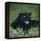 Black Panther Sitting in Grass-DLILLC-Framed Premier Image Canvas