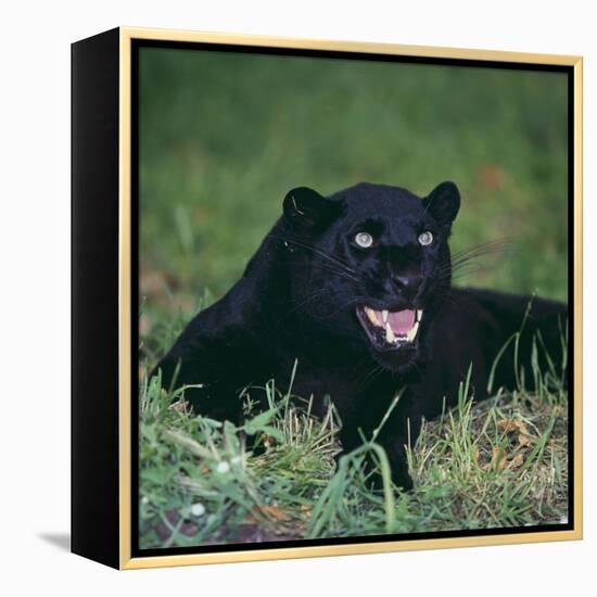 Black Panther Sitting in Grass-DLILLC-Framed Premier Image Canvas