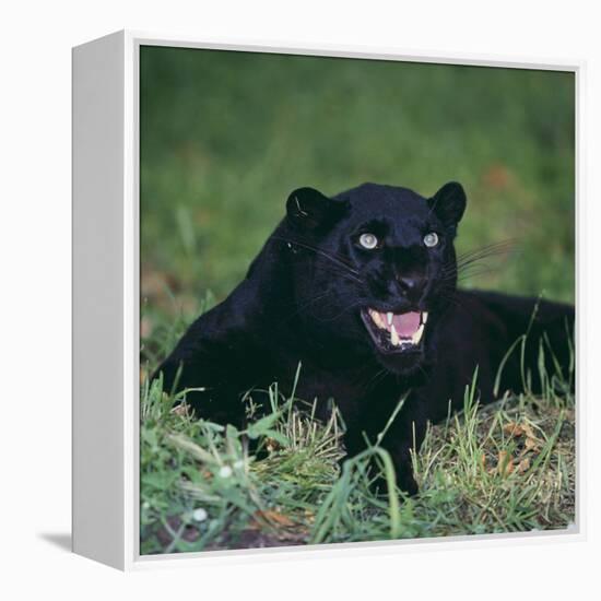 Black Panther Sitting in Grass-DLILLC-Framed Premier Image Canvas