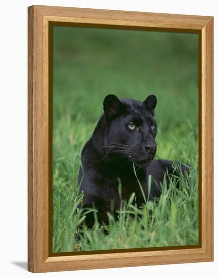 Black Panther Sitting in Grass-DLILLC-Framed Premier Image Canvas