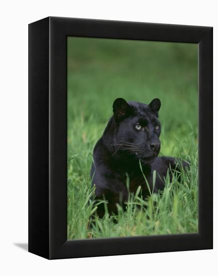 Black Panther Sitting in Grass-DLILLC-Framed Premier Image Canvas