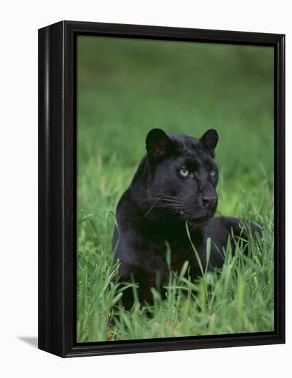 Black Panther Sitting in Grass-DLILLC-Framed Premier Image Canvas