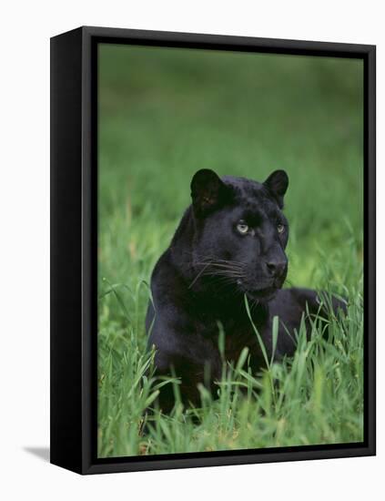 Black Panther Sitting in Grass-DLILLC-Framed Premier Image Canvas