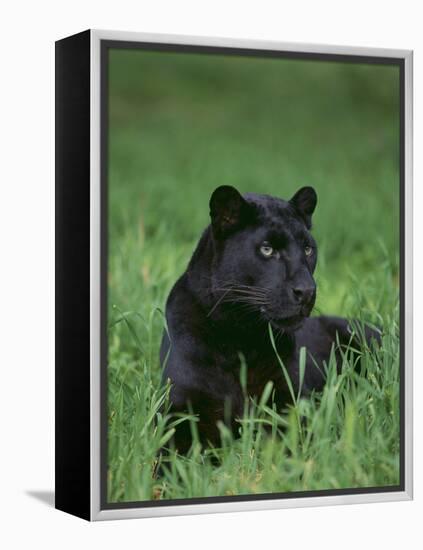 Black Panther Sitting in Grass-DLILLC-Framed Premier Image Canvas