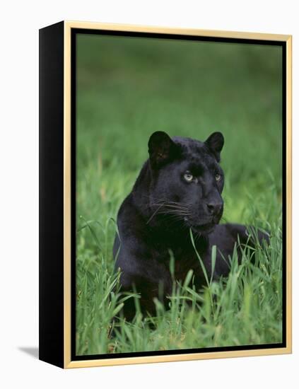 Black Panther Sitting in Grass-DLILLC-Framed Premier Image Canvas