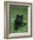 Black Panther Sitting in Grass-DLILLC-Framed Photographic Print