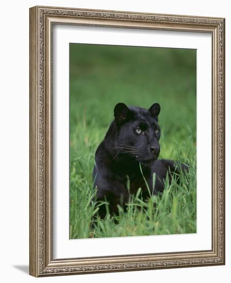 Black Panther Sitting in Grass-DLILLC-Framed Photographic Print