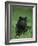 Black Panther Sitting in Grass-DLILLC-Framed Photographic Print