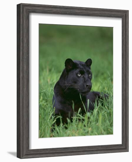 Black Panther Sitting in Grass-DLILLC-Framed Photographic Print