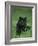 Black Panther Sitting in Grass-DLILLC-Framed Photographic Print