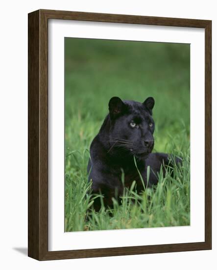 Black Panther Sitting in Grass-DLILLC-Framed Photographic Print