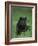 Black Panther Sitting in Grass-DLILLC-Framed Photographic Print