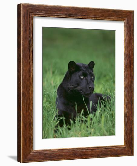 Black Panther Sitting in Grass-DLILLC-Framed Photographic Print