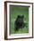 Black Panther Sitting in Grass-DLILLC-Framed Photographic Print