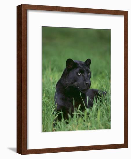 Black Panther Sitting in Grass-DLILLC-Framed Photographic Print