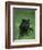 Black Panther Sitting in Grass-DLILLC-Framed Photographic Print