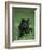 Black Panther Sitting in Grass-DLILLC-Framed Photographic Print