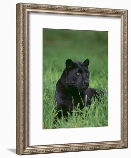 Black Panther Sitting in Grass-DLILLC-Framed Photographic Print