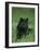 Black Panther Sitting in Grass-DLILLC-Framed Photographic Print