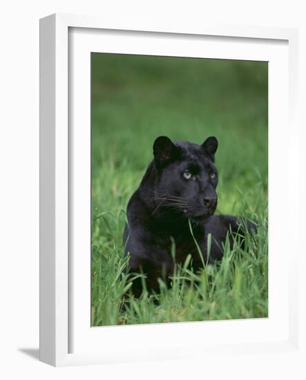 Black Panther Sitting in Grass-DLILLC-Framed Photographic Print