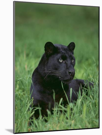 Black Panther Sitting in Grass-DLILLC-Mounted Photographic Print