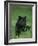 Black Panther Sitting in Grass-DLILLC-Framed Photographic Print