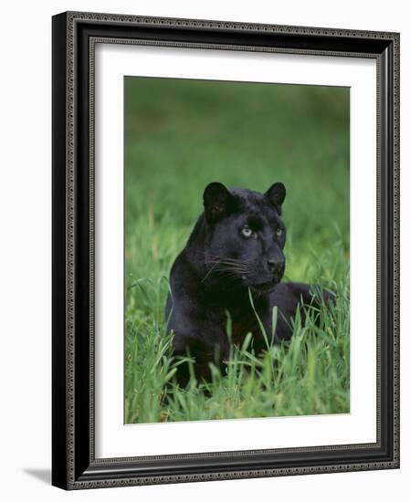 Black Panther Sitting in Grass-DLILLC-Framed Photographic Print