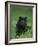 Black Panther Sitting in Grass-DLILLC-Framed Photographic Print