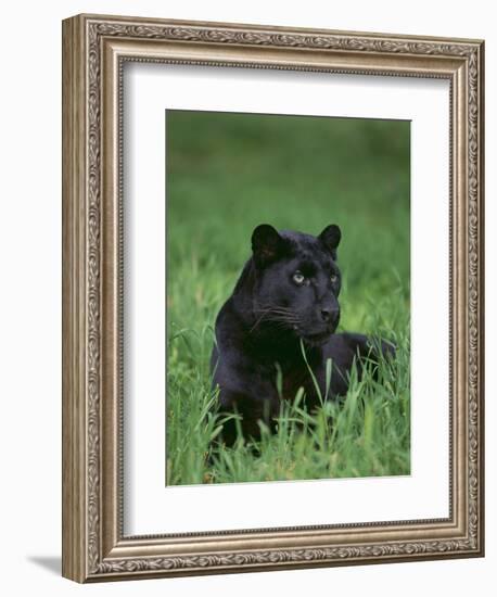 Black Panther Sitting in Grass-DLILLC-Framed Photographic Print