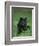 Black Panther Sitting in Grass-DLILLC-Framed Photographic Print