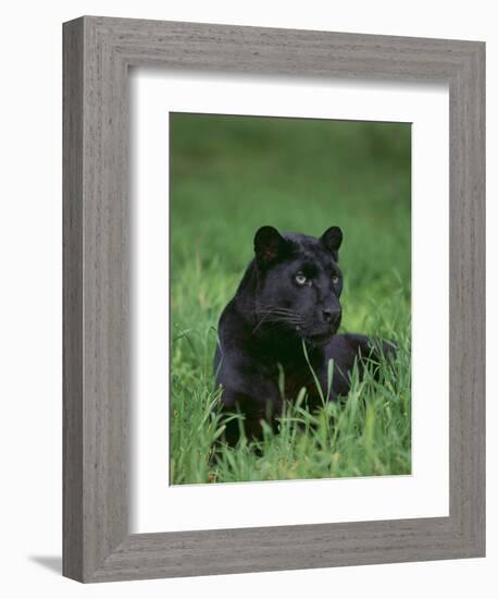 Black Panther Sitting in Grass-DLILLC-Framed Photographic Print