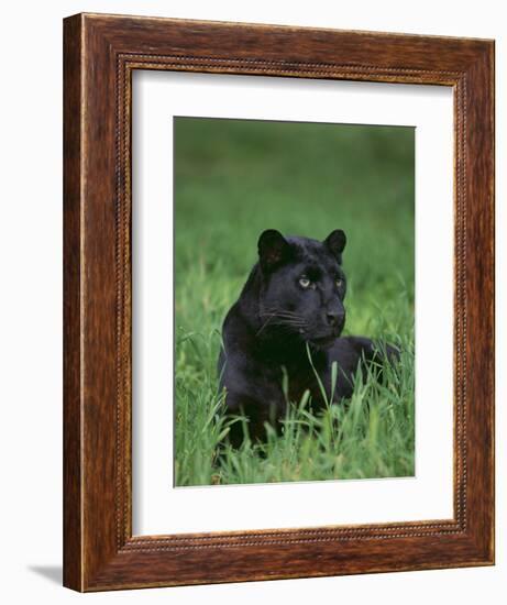 Black Panther Sitting in Grass-DLILLC-Framed Photographic Print