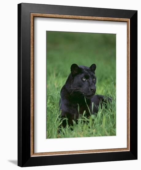 Black Panther Sitting in Grass-DLILLC-Framed Photographic Print