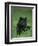 Black Panther Sitting in Grass-DLILLC-Framed Photographic Print