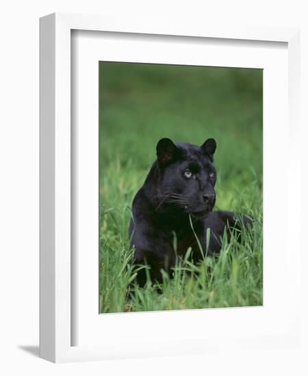 Black Panther Sitting in Grass-DLILLC-Framed Photographic Print