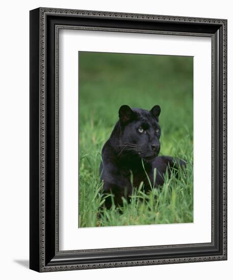 Black Panther Sitting in Grass-DLILLC-Framed Photographic Print