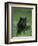 Black Panther Sitting in Grass-DLILLC-Framed Photographic Print