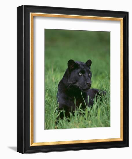 Black Panther Sitting in Grass-DLILLC-Framed Photographic Print