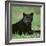 Black Panther Sitting in Grass-DLILLC-Framed Photographic Print