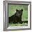 Black Panther Sitting in Grass-DLILLC-Framed Photographic Print
