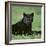 Black Panther Sitting in Grass-DLILLC-Framed Photographic Print